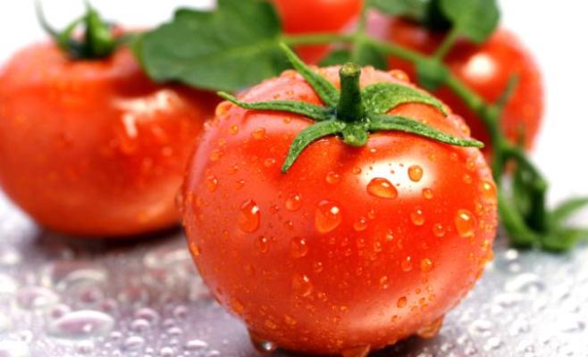 بدء انتاج البندورة الشتوية في الغور