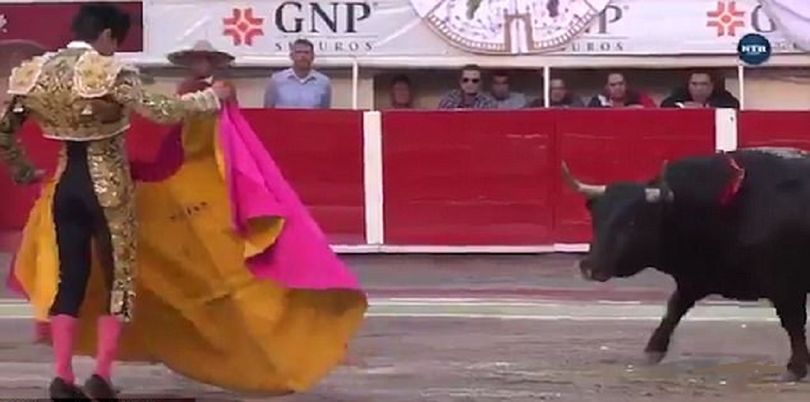 ثور هائج ينطح مصارعا ويسبب له