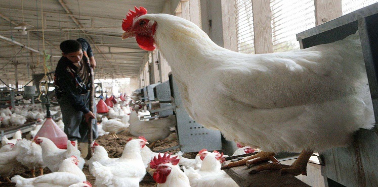 دراسة حديثة تؤكد أن الدجاج ماكر