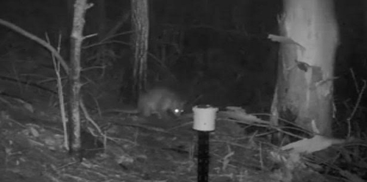 بالفيديو والصور.. العثور على حيوان غريب