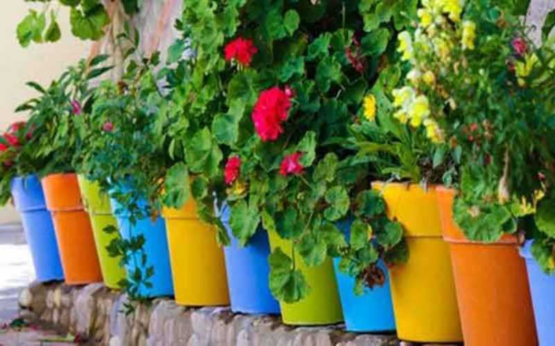 فوائد صحية ونفسية كثيرة للنباتات المنزلية