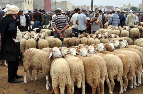اربد .. تعميم لجلب 30 (بك