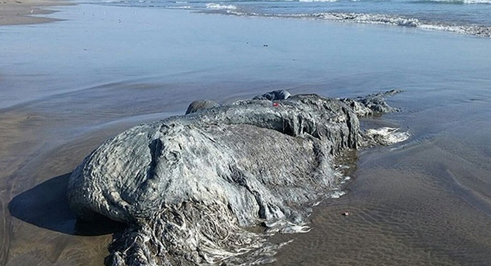 اكتشاف سر المخلوق الغامض في إندونيسيا