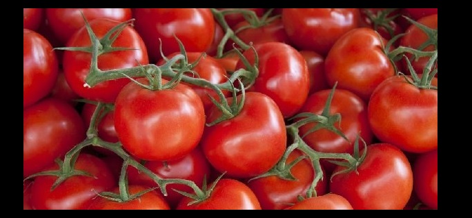 (الزراعة): 200 الف طن بندورة و