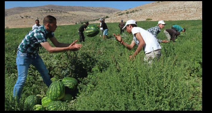 مواجهة البطيخ .. بين الفلسطينين و