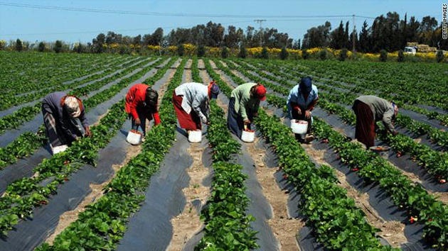 ارتفاع مساحة زراعة الخضراوات في الغور