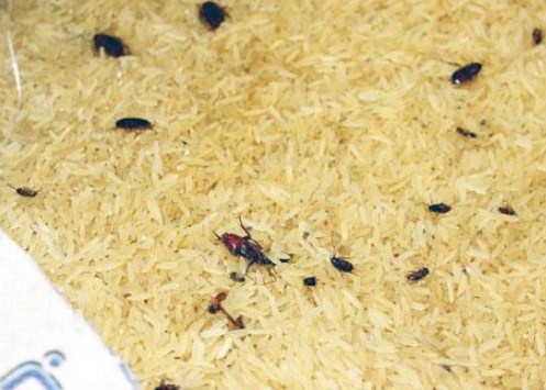 ضبط (60) طن ارز فاسد في