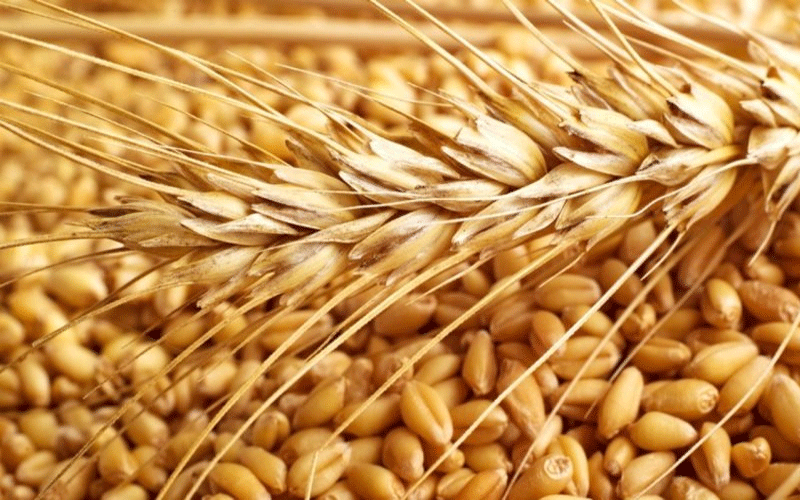 الحكومة ترفع أسعار شراء القمح والشعير