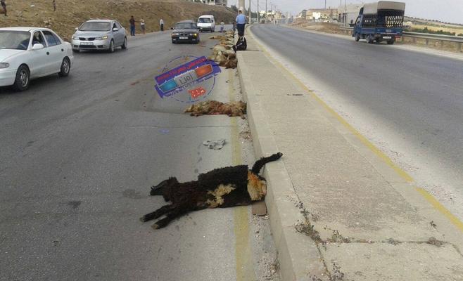 نفوق 36 رأس غنم بحادث في