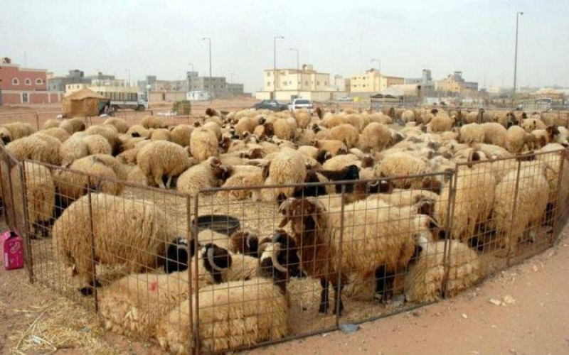 مأدبا: نقل سوق المواشي لموقعه الجديد