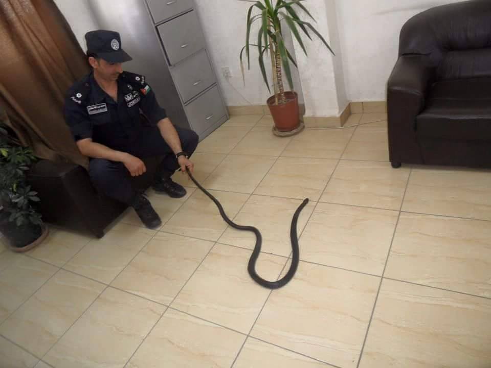 الأمن يغيث مواطن ويمسك أفعى كانت