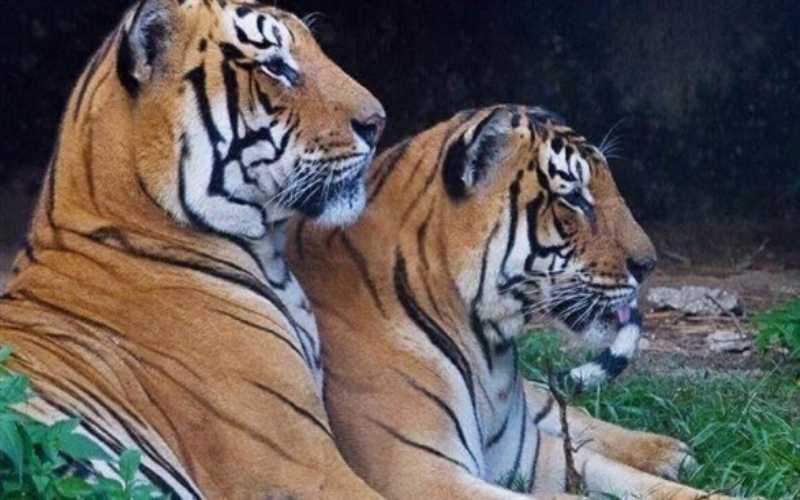 نفوق 11 نمرا نادرا في نيبال