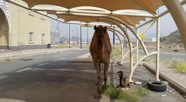 مغردون: دكتوراة فخرية لناقة