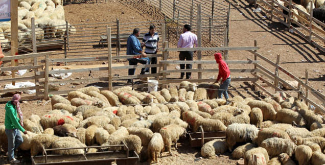 الامانة تزيل 150 حظيرة مخالفة وتباشر
