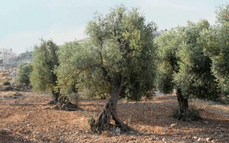 إربد.. مرض “السل” يفتك باشجار الزيتون