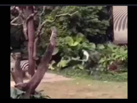 بالفيديو.. حمار وحشي quotيسحلquot عاملا بحديقة