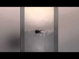 شاهد لحظة ولادة أنثى عنكبوت كبيرة