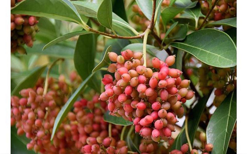 هذا المشروب بديل للقهوة وفوائده مذهلة