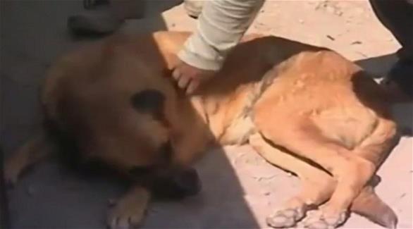 كلبة ترضع طفلا بعد ان تخلى