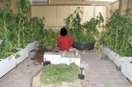 القبض على اردني يزرع الماريجوانا بمنزله