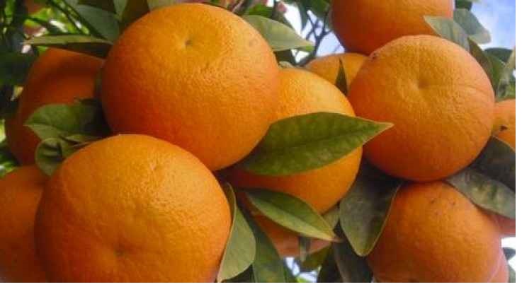 الزراعة تحذر من قطف 39أبو صرة