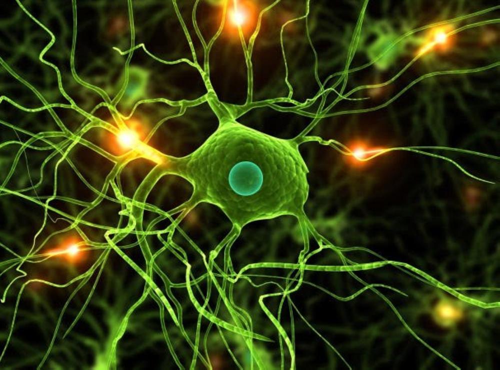 الدماغ يتوقف عن إنتاج خلايا الذاكرة