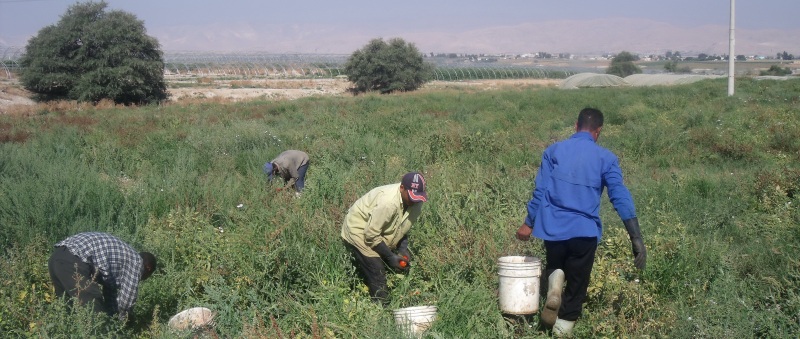 إطلاق مشروع التنمية الاقتصادية الريفية والتشغيل