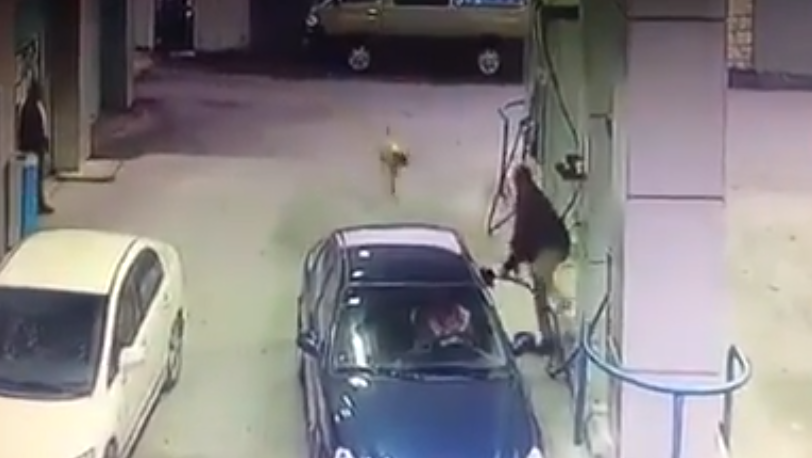 بالفيديو .. عجلون : كلب مسعور