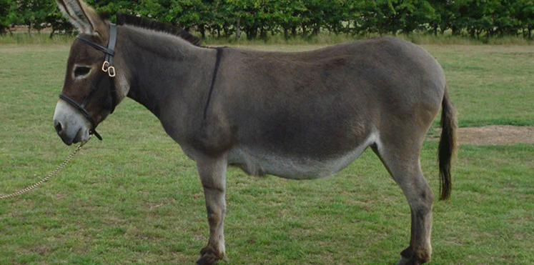 حمار يتسبب بمعركة دامية بين عائلتين