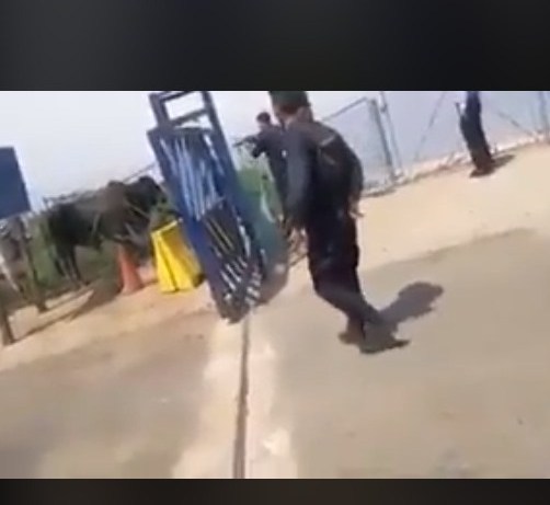بالفيديو .. إطلاق النار على عجول