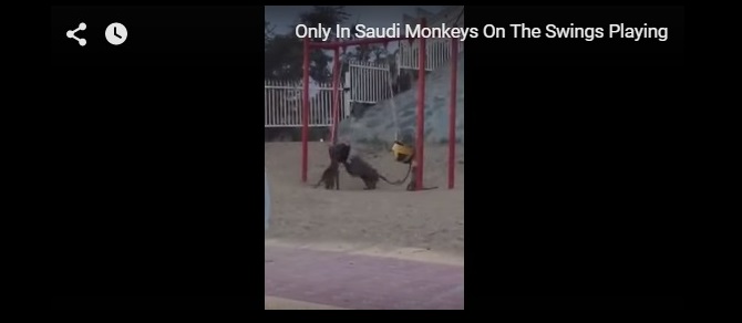 القرود تغزو متنزها للأطفال بالسعودية.. فيديو
