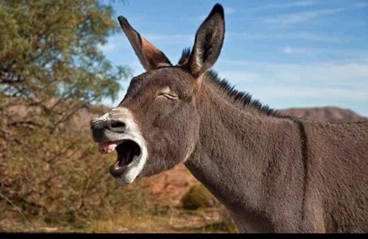 معاقبة رجل quotاغتصبquot حمارا بالزواج منه