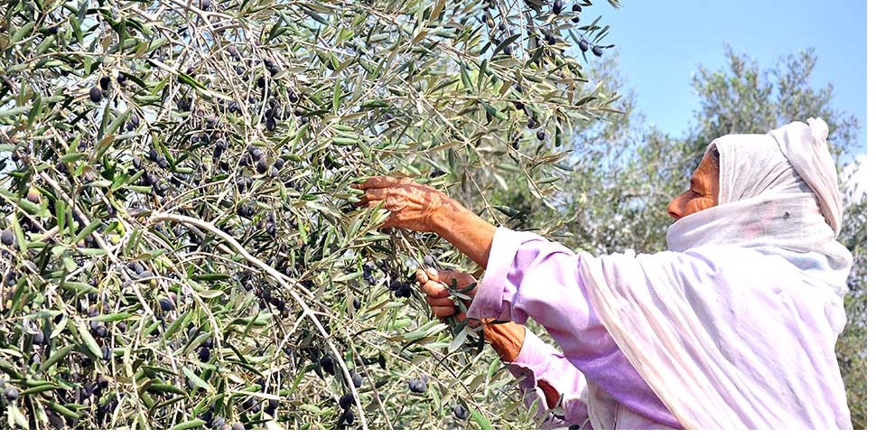 دعوة لتأخير قطف ثمار الزيتون حتى