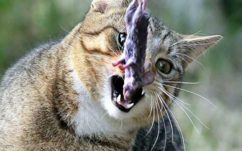 لهذا تتمسك القطط بهذه العادة quotالمزعجةquot؟