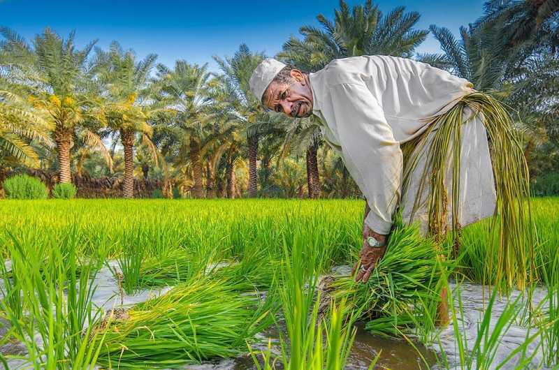 تقييد السيسي زراعة الأرز والقصب يغضب