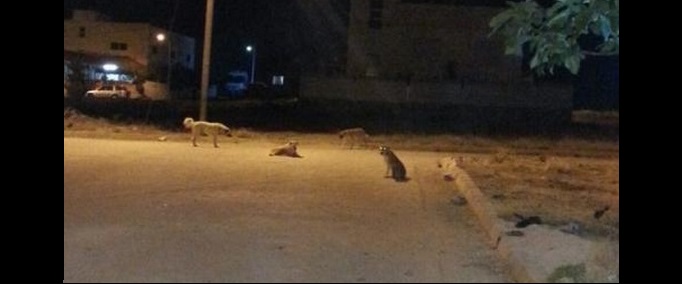 البلدية لا تسمع صوت نباح الكلاب