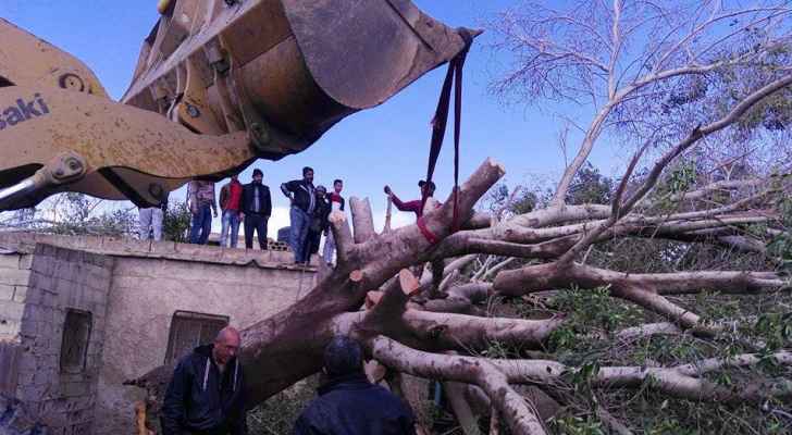 بالصور.. سقوط شجرة معمرة على منزل
