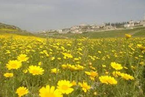 الأربعاء .. أجواء ربيعية