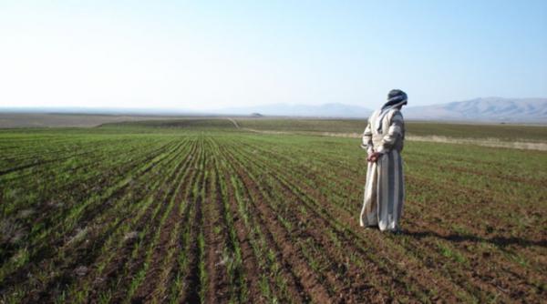 العراق يخسر 30%من محصوله الزراعي جراء