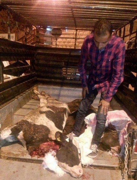 إربد.. ضبط ابقار نافقة باحدى المركبات