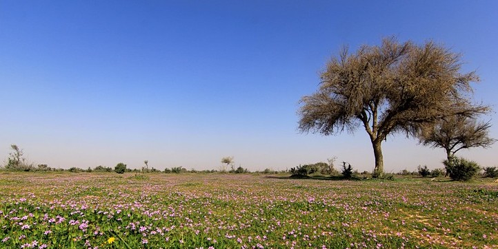 انتهاء الأحوال الخماسينية لربيع 2015