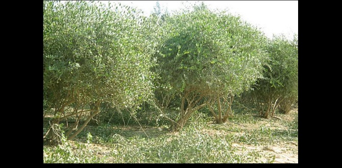 سعي أردني لتوطين (الهوهوبا) في المدن