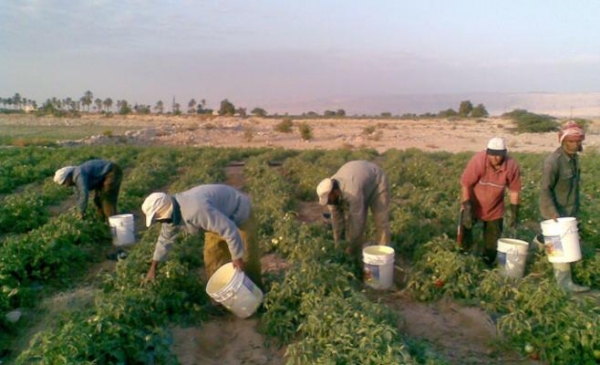الموافقة على استقدام العمالة الوافدة الزراعية