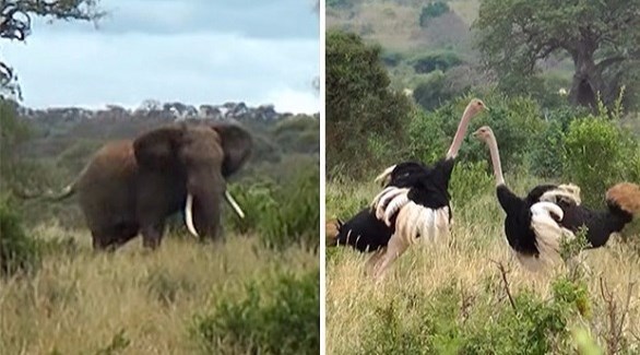 بالفيديو: فيل ضخم يهاجم نعامتين لفض