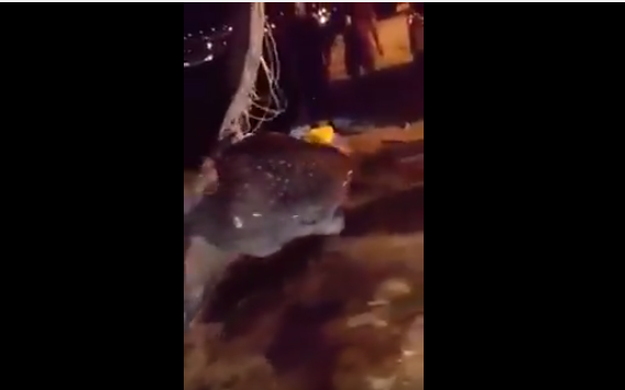 بالفيديو.. اصطياد حوت كبير بالعقبة