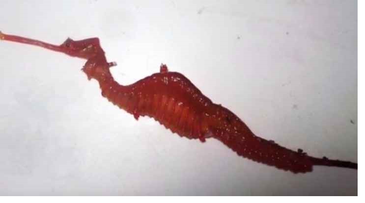 بالفيديو لأول مرة في التاريخ.. علماء