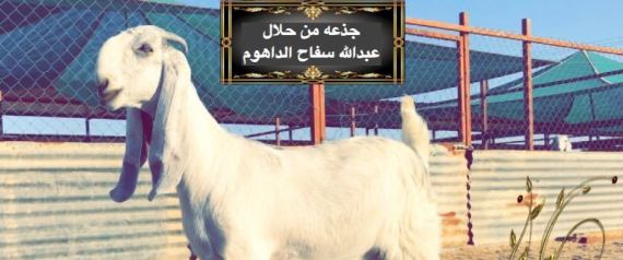 عمليات تجميل للماعز كي تبدو أجمل