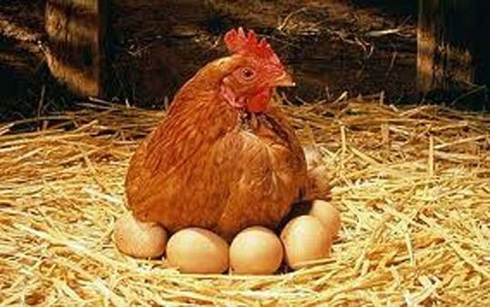 لإرتفاع البيض تأجير للدجاج امريكا 17141629355af37aeb454b663219284