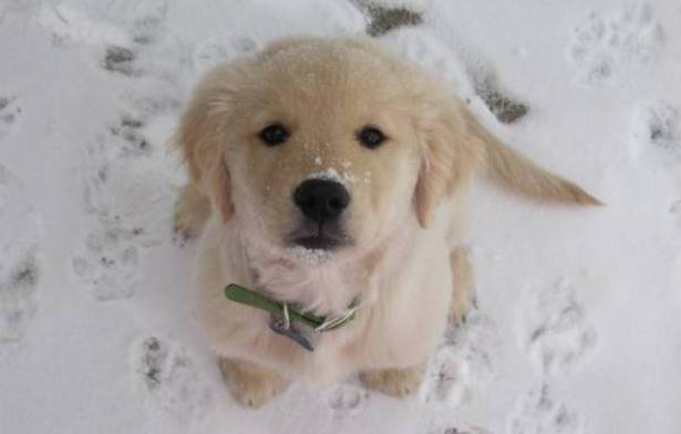 ثلج بطعم اللحم المقدد.. للكلاب