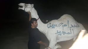 نحر 50 جملا عن روح صدام